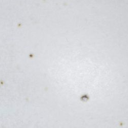 Servierschale Plat rond
